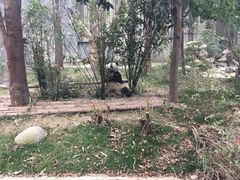 -成都大熊猫繁育研究基地