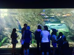 -瑞普利水族馆