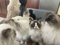 -鼓捣猫呢主题猫咖店
