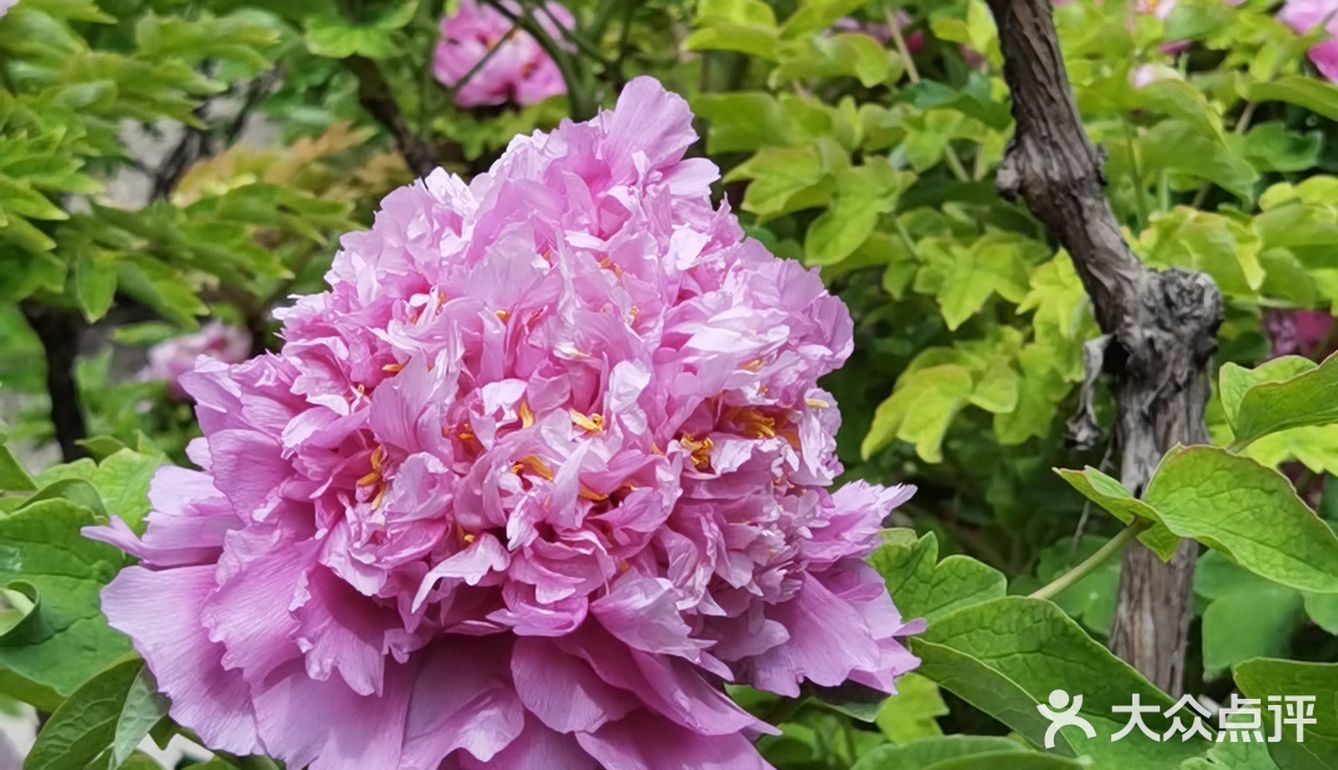 北京景山公園牡丹