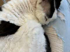 -有喵·猫咖·狗咖·30几只猫10只小狗(岗厦店)
