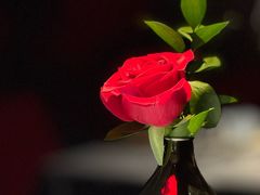 -弦月窗LUNETTE BY AMANDA(复兴路店)