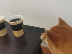 -南京Hallo宠物乐园·哈罗犬舍·柴犬繁育基地