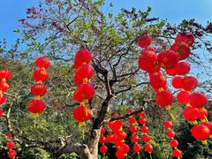 -深圳仙湖植物园