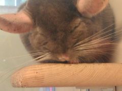 -龙猫仔乐园(惠福东路店)