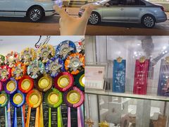 -青奢宠物·青奢猫舍