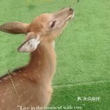 魔都别样治愈周末，天台咖啡馆里的鹿营派对~