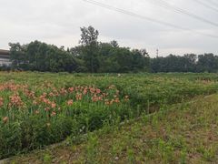 -桤木河湿地公园