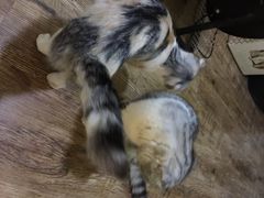 猫色咖啡-猫色咖啡·猫咖
