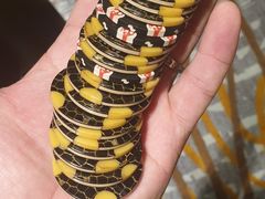 -云顶高原