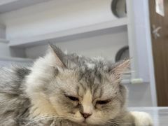 -COLOR PETS 撸猫馆·购猫·猫咖(长风大悦城店)