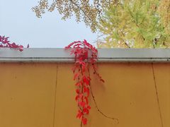 -三里屯东五街银杏大道