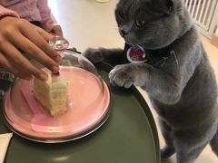 -猫在这儿猫咪咖啡馆·撸猫馆