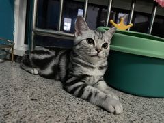 -飞行喵MR PILOT|猫舍·猫咖(静安大融城店)