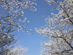 -顾村公园
