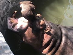 -青岛森林野生动物世界