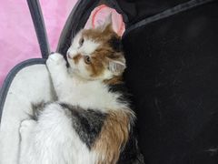 -北京观赏动物医院·24小时大型综合·猫专科·异宠专科