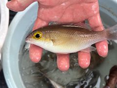 -小猫钓鱼海钓俱乐部(椰梦长廊店)