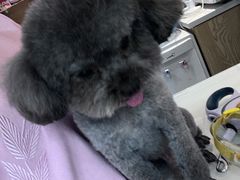 -帕帕拉兹宠物(亚洲旗舰店)