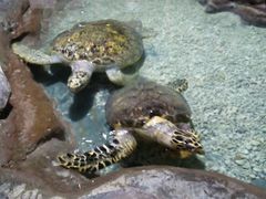 android_upload_pic-南昌海洋公园