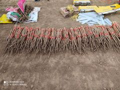 -解家河南菜(商鼎路店)