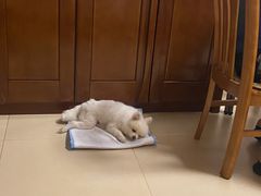 -纳吉亚猫专科动物诊疗中心(蒋宅口分院)