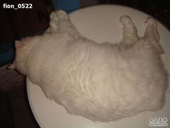 -Babycat私家御饼屋(龙头路一店)
