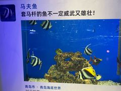 -青岛海底世界-水族馆