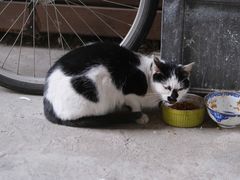 -猫里有甜