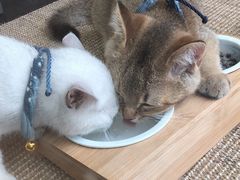 -袖虎宠物(岭南新世界店)