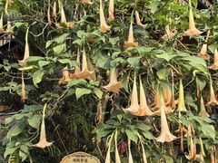 -西双版纳傣族园