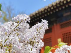 -雍和宫