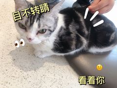 -飞行喵MR PILOT|猫舍·猫咖(静安大融城店)