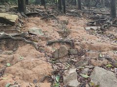 -火炉山森林公园