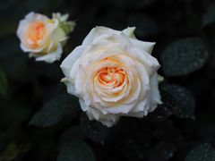 -顾村公园
