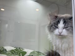 -青奢宠物·青奢猫舍