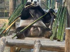 -栾川竹海野生动物园