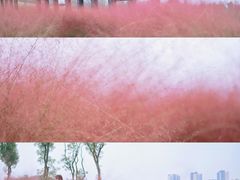 -白鹭湾湿地公园