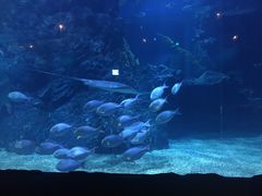 -暹罗海洋世界