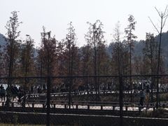 -千年银杏谷文化旅游区