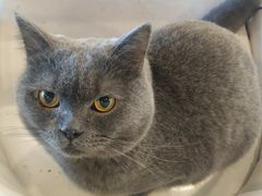 -遇见羊驼·奶狗咖·布偶猫咖·法斗柯基柴犬阿拉斯加(春熙路太古里IFS店)