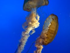 -太平洋海底世界