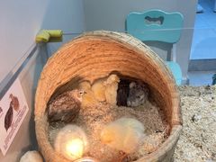 -怪兽屋·羊驼·猫咖·狗咖(俊华广场店)