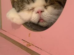 -猫小院猫主题餐厅(三里屯店)