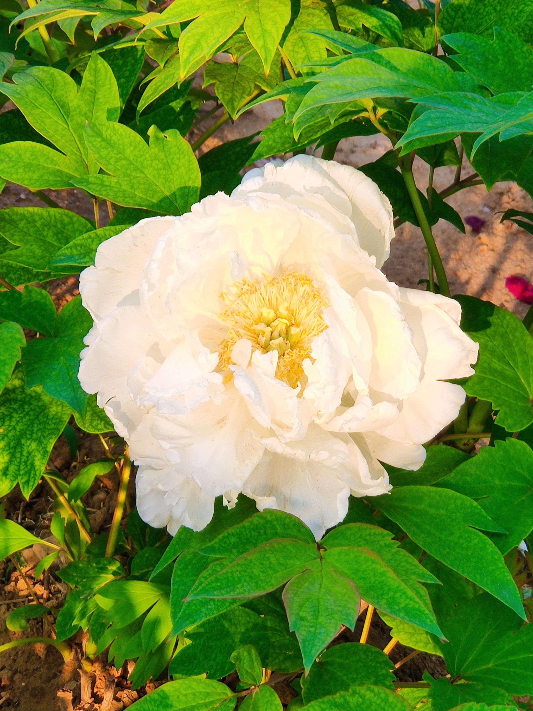 清新脱俗的白牡丹,留住绽放的最美瞬间