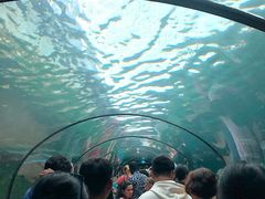 -悉尼海洋生物水族馆