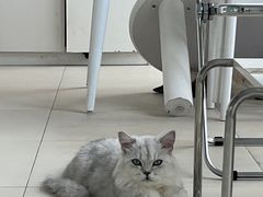 -怪兽屋·羊驼·猫咖·狗咖(俊华广场店)