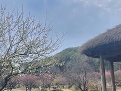 -无锡梅园公园