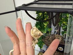-酷以爬仙阁实体爬宠店·守宫·蜥蜴·专业繁育