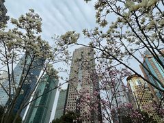 -陆家嘴中心绿地
